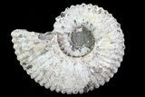 Bumpy Douvilleiceras (Tractor) Ammonite - Madagascar #75994-1